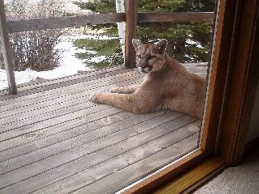 Cougars considered extinct in region
